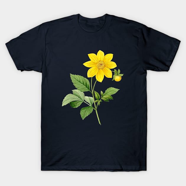 Vintage Dahlia Simplex Botanical Illustration T-Shirt by Holy Rock Design